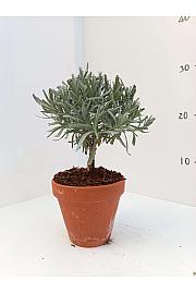 Lavandula angustifolia Ø11 terracotta lonec Na Steblu 10 cm