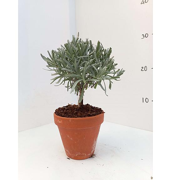 Lavandula angustifolia Ø11 terracotta lonec Na Steblu 20 cm