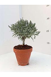 Lavandula angustifolia Ø11 terracotta lonec Na Steblu 10 cm