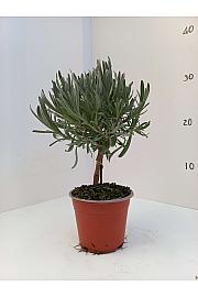 Lavandula angustifolia Ø10 Na Steblu 10 cm