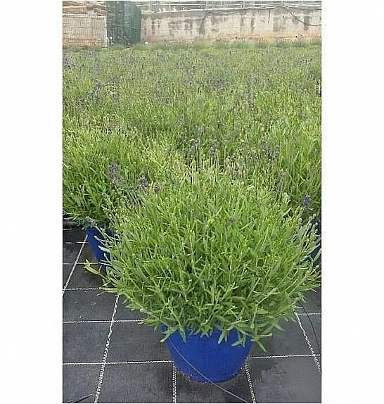 Lavandula hidcote Ø35