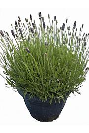 Lavandula hidcote Ø25