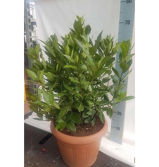 Laurus nobilis Ø30