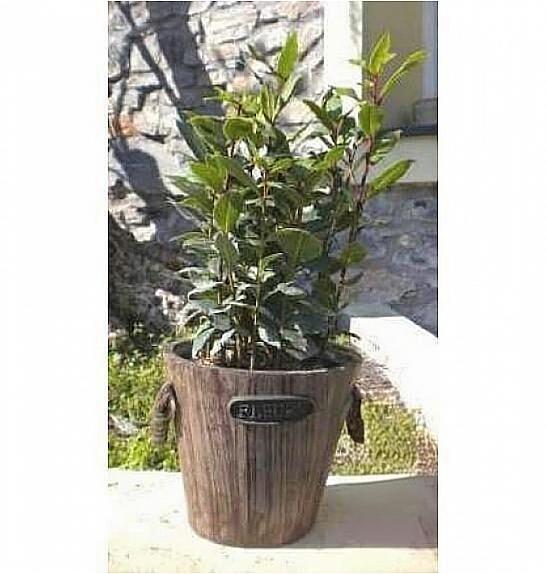 Laurus nobilis Ø14 leseni lonček