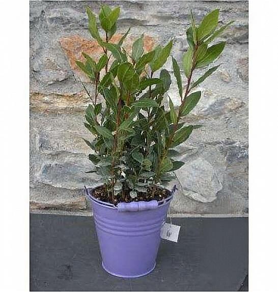 Laurus nobilis Ø14 dekor lonček