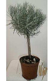 Helichrysum italicum Ø14 Na Steblu 20 cm