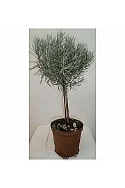 Helichrysum italicum Ø14 Na Steblu 20 cm