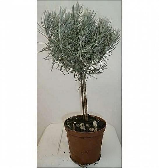 Helichrysum italicum Ø14 Na Steblu 20 cm