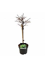 Larix decidua Little Bogle C5 Lit. Na steblu 40 cm
