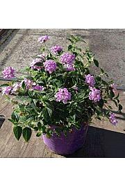 Lantana sellowiana Ø18