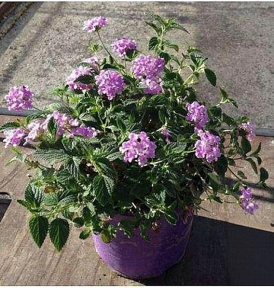 Lantana sellowiana Ø18