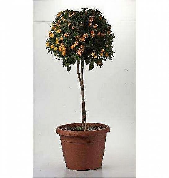 Lantana camara Ø35 Na Steblu 40 cm