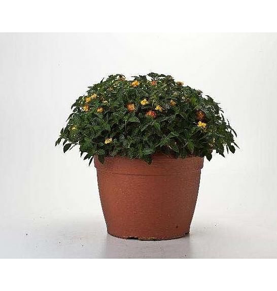 Lantana camara Ø35