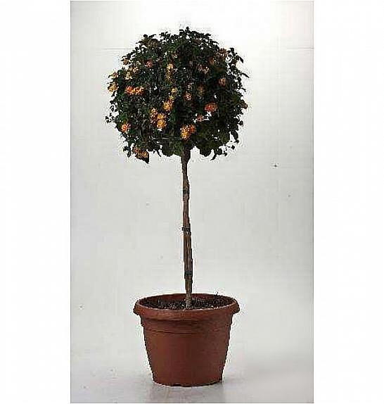 Lantana camara Ø30 Na Steblu 30 cm