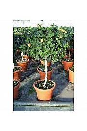 Lantana camara Ø25 Na Steblu 30 cm