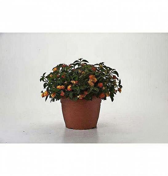 Lantana camara Ø25