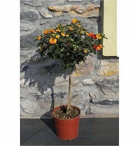 Lantana camara Ø18 Na Steblu 30 cm