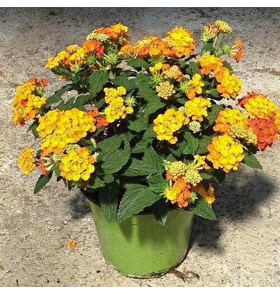 Lantana camara Ø14