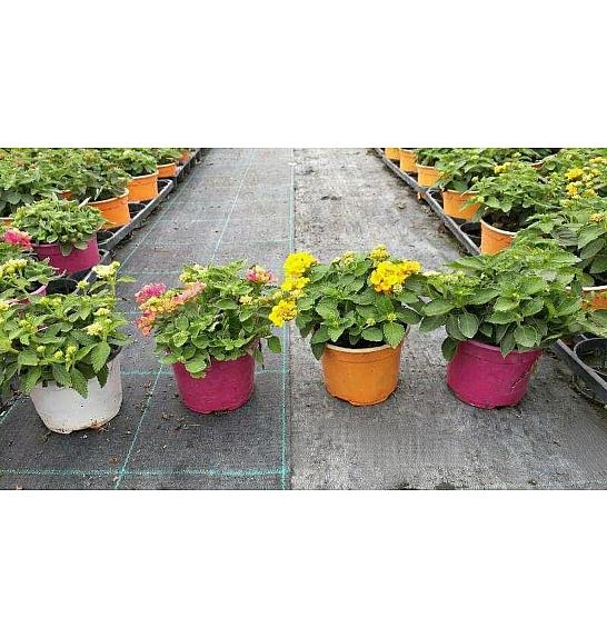Lantana camara Ø10