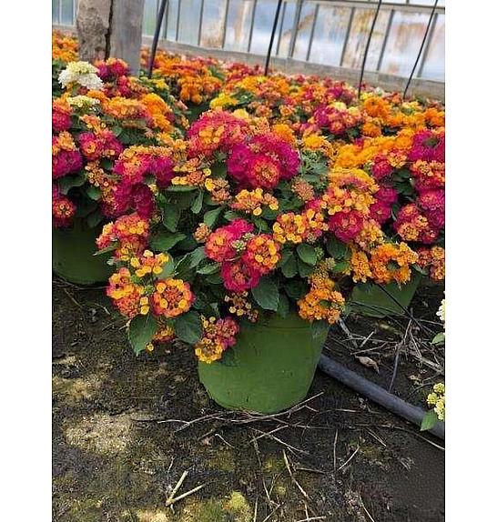 Lantana bandana Ø18