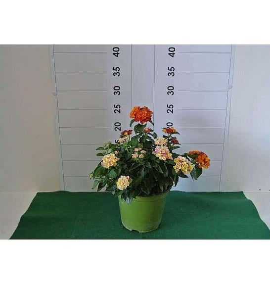 Lantana bandana Ø14 bicolour