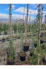 Cedrus atlantica Glauca Pendula C15 Lit. 120 cm