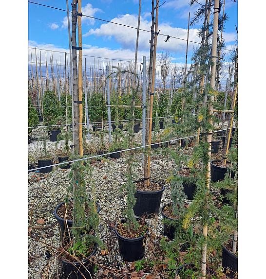 Cedrus atlantica Glauca Pendula C15 Lit. 120 cm