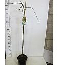 Laburnum alp. Pendulum C10 Lit. Na steblu 80 cm