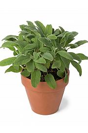 Salvia officinalis Ø 14