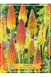Kniphofia ulvaria Flamingo Ø11