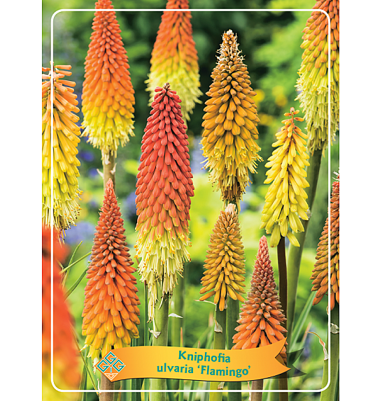 Kniphofia ulvaria Flamingo Ø11
