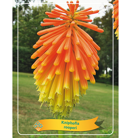 Kniphofia Rooperi Ø11