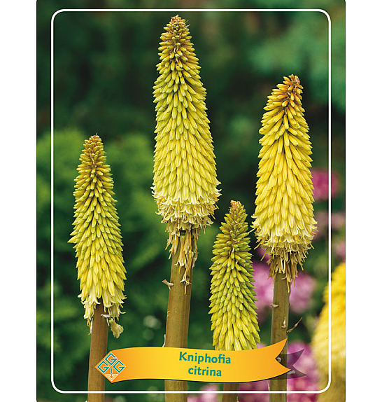 Kniphofia Citrina Ø11