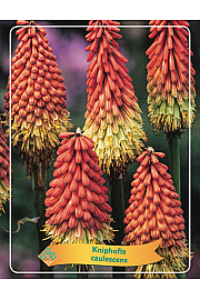 Kniphofia caulescens Ø11