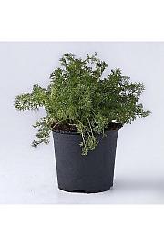 Matricaria recutita Ø14