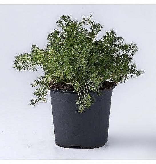 Matricaria recutita Ø14