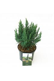 Juniperus x media Blue Chiffon C2,5 Lit. 20-25 cm