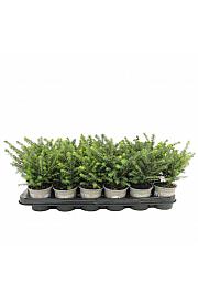 Juniperus virginiana Grey Owl Ø9