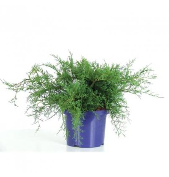 Juniperus virginiana Grey Owl C5 Lit. 20-30 cm