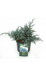 Juniperus squamata Tropical Blue C2,5 Lit. 15-20 cm
