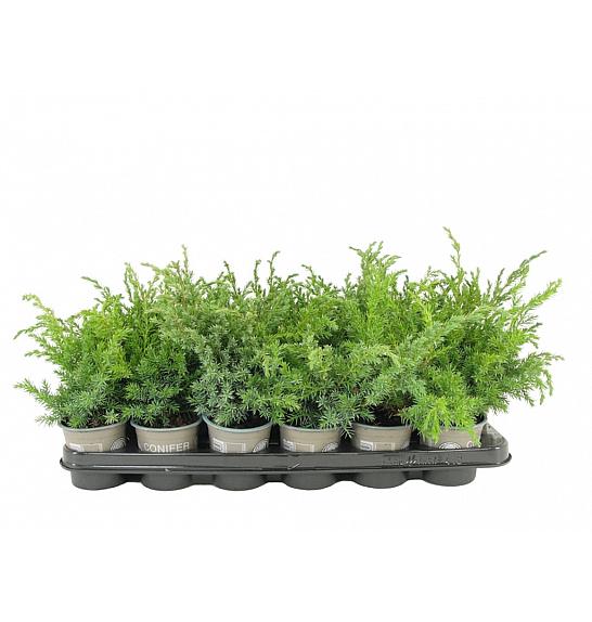 Juniperus squamata Blue Swede Ø9