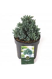 Juniperus squamata Blue Star C2,5 Lit. 15-20 cm