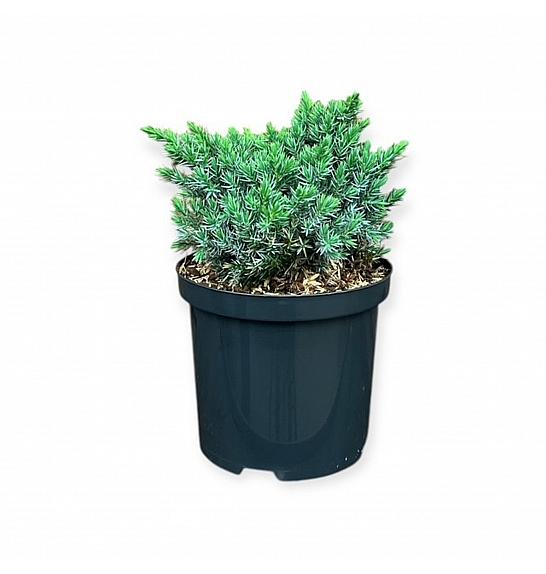 Juniperus squamata Blue Star C2,5 Lit. 15-20 cm
