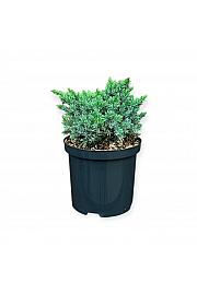 Juniperus squamata Blue Star C2,5 Lit. 20-25 cm