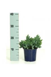 Juniperus squamata Blue Star C1 Lit. 10-15 cm