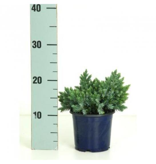 Juniperus squamata Blue Star C1 Lit. 10-15 cm