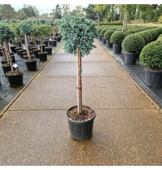 Juniperus squamata Blue Star C11 Lit. Na steblu 60 cm