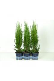 Juniperus scopulorum Blue Arrow Ø15 30-40 cm