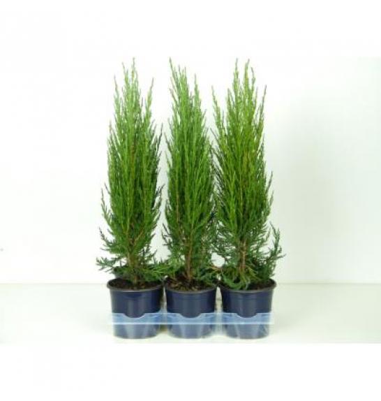 Juniperus scopulorum Blue Arrow Ø15 30-40 cm