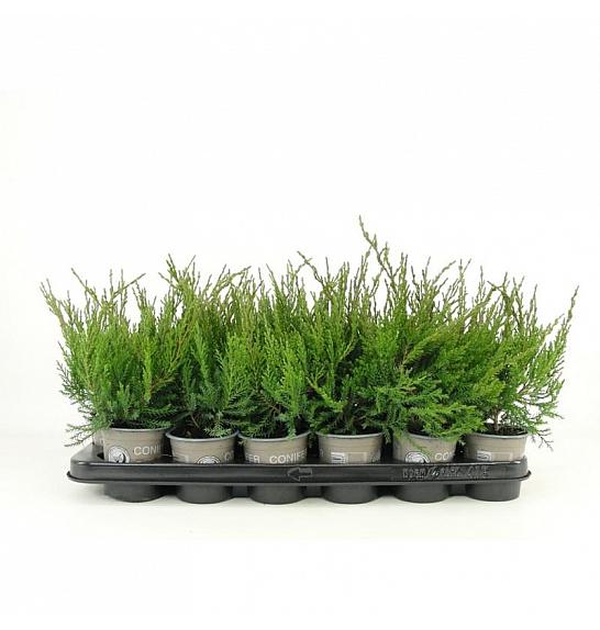 Juniperus sabina Tamariscifolia Ø9